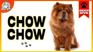 The Ultimate Chow Chow Guide: Everything You Need To Know