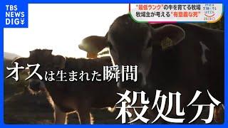 「オスは生まれた瞬間、殺処分」必要とされない牛“廃用母牛”育てる牧場とは「生まれた瞬間あなたは不要と殺される、それを止めたい」【SDGs】｜TBS NEWS DIG