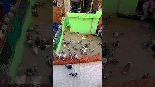 my pigeon is my love #pigeon #pigeontraining #viral #youtubeshorts #kabutar #kabutarbazi