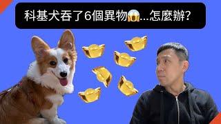 吞了6顆異物的科基~該怎麼辦？