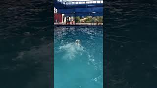 Garmi ka solution #swimming #swimming_pool #swimmingpool #ytshort #viral #trending