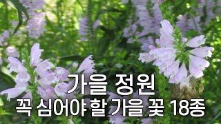 가을 정원에 어울리는 야생화 꽃 18종 | 늦가을까지 오래 피는 꽃