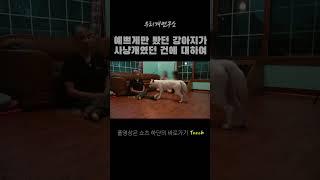 예쁘게만 봤던 내 반려견 알고보니 멧돼지 사냥개? #진돗개교육 #반려견훈련