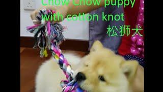 Chow Chow puppy playing with toy. How to prevent a dog from chewing in home?