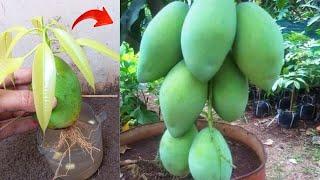 New skills! Growing a mangos tree from mango fruit in water