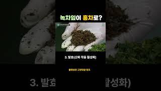 홍차가 만들어지는 과정이 궁금해?  #shorts