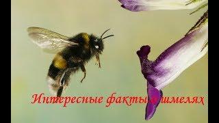 Интересные факты о шмелях