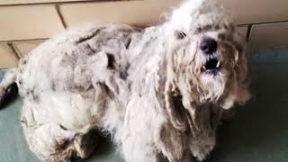 He was with 4 lbs of matted fur all over his body was found under a bush in terrible shape