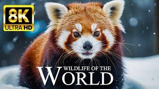 WILDLIFE OF THE WORLD 8K ULTRA HD - Most Amazing Animals