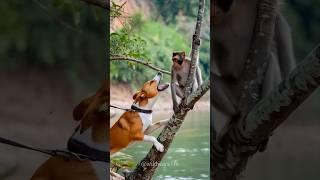 Dog vs Monkey very Badly Attaking  #animals #naturelovers #dog #monkey #funny #usa #shorts