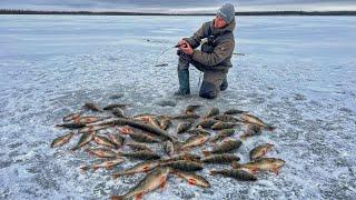 ЭТО КАК ВО СНЕ!! ЩУКИ И ОКУНИ ОБЕЗУМЕЛИ И ПРУТ С ОДНОЙ ЛУНКИ! Первый лёд в Якутии.