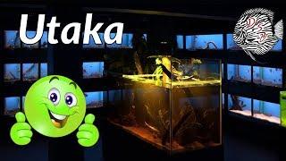 TOP AQUARIUM WINKEL - UTAKA Aquarium Speciaalzaak Amersfoort | Aquarium Sunshine Valley