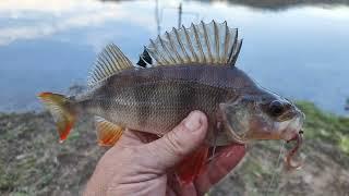 Fishing The Top End Of Lake Buffalo