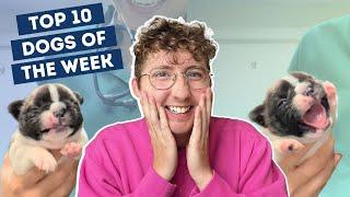 Puppy Throws Adorable Tantrum | Top 10 Dogs of the Week!