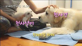 고양이 안된다고 했는데 고알못이 강제 아깽이 돌보는 일상| 호주일상