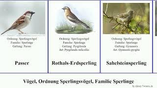 Vögel, Ordnung Sperlingsvögel, Familie Sperlinge birds Schwarzkappenweber Rothals-Erdsperling Staf