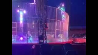 A Licola i leoni cercano di abbattere la recinzione del circo: panico tra gli spettatori