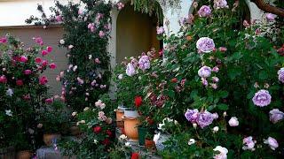 前院春花下半场 （The second half of front yard roses flowering)