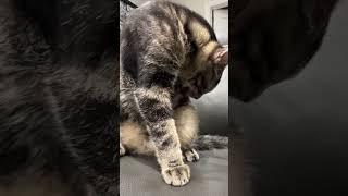 Grooming  Shampy!#shorts #ytshorts #cat #catvideos