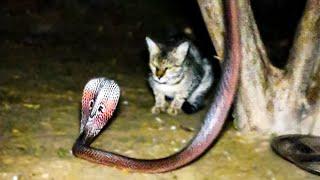 When Snakes Mess With The Wrong Cat.