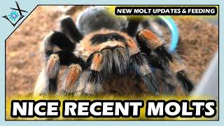 Nice Tarantula Recent MOLT Updates【Tarantula Molts & Updates】