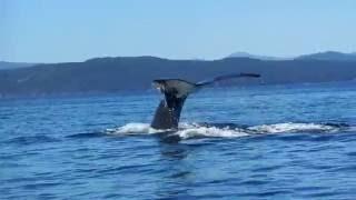 A humpback whale around Victoria, Canada