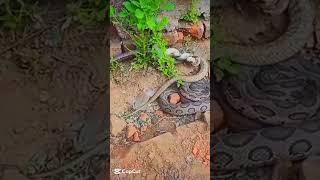 dramatic moment to nature snake  #viralvideo #kingcobra #cobra #kingsnake #animals