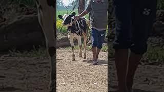 #abs rubicon #shorts #binda dairy farm   like and subscribe plz support me