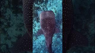 Giant shark #shortsvideo #reels #shark #tiktok #shortsvideo #шортс #тикток #shorts