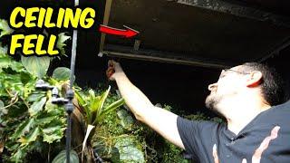 JUNGLEARIUM Ceiling COLLAPSED - Salvaging the situation