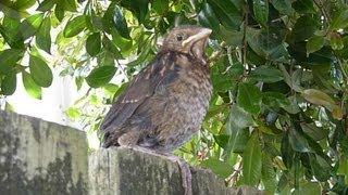 Baby Blackbirds, first day out of the nest