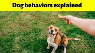 Dog behaviors explained