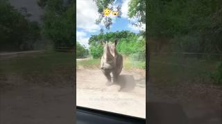 You will | be surprised to know | the price of rhino horn #animals  #rhino