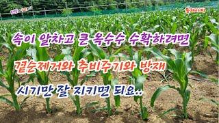 옥수수 크고 알찬거 수확하려면 이거 적절한 시기에 해주자.Things to do to harvest the filling corn.