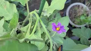 Prosperosa Eggplant Still Growing Strong And Fruiting In My Garden In Mid November