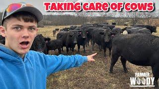 Feeding Cows in the Rain - 19 year old farmer