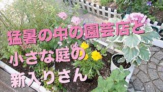 猛暑の中の園芸店と小さな庭の新入りさん