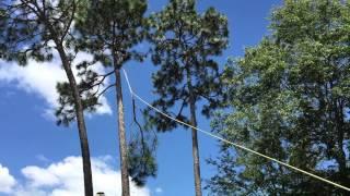 Trimming a Tree in St Augustine