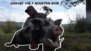 Looking For A Mountain Boar With My NEW MATHEWS LIFT 33 (Bowhunting Australia 2023)