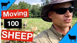 Moving 100 Sheep