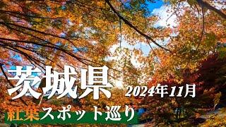 【茨城県 紅葉狩り】　「袋田の滝 」「竜神大吊橋」「花貫渓谷」「永源寺」　北エリア紅葉スポット