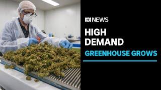 Tasmanian medicinal cannabis farm to triple production as demand skyrockets | ABC News