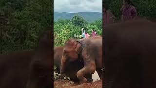 This Is What Freedom Looks Like: Elephants Living Their Best Life #elephantconservation