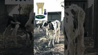 Linear Conformational Traits Part 12 | Rear Leg Rear View | Bull cow bufallo selection | @drvijay