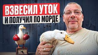 Сколько весит утка ЧЕРРИ-ВЕЛЛИ в 1 месяц  ВЕС, КОРМ и СОДЕРЖАНИЕ УТОК #МоеПодворье