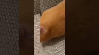 Cute zizi ️