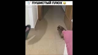 Смешной шпиц прикол