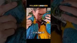 オウムを育てる男性の愛情