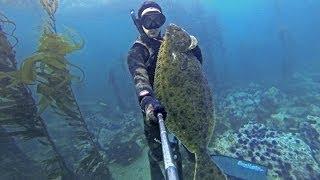 Spearfishing California -Trophy Halibut