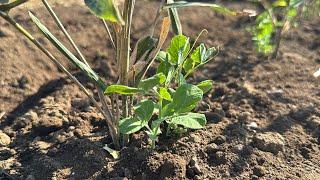 How to grow snow peas/snap peas (snack peas) - how to grow them to be resistant to the cold and t...